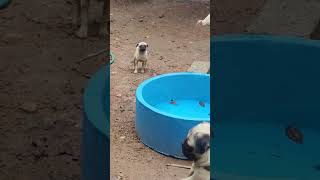 Vodaphone dog🐶 😂colachel colachel dog pet doglover kanyakumari share [upl. by Rosalynd]