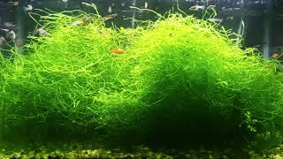 Rapid Java Moss Growth With No Effort  Easy Aquarium Plant [upl. by Ahsinauq71]