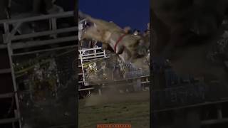 JARIPEO EXTREMO EL G63 DE RANCHO EL AGUAJE🐂💯jaripeo shorts [upl. by Morena]