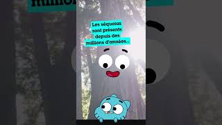 WOW  Les plus grands arbres shorts ClimateChampions CartoonNetwork Wildlife [upl. by Gridley]