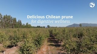 Naturals – Delicious Chilean prune for digestive wellness [upl. by Eittap]