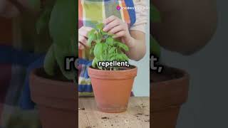 Top Tips To Control Insects at Home insects fyp homeworklance shorts insectsolution [upl. by Ojillib]