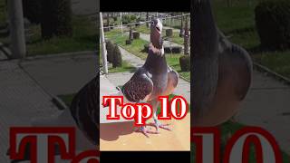 Top 10 high fly pigeons 🔥💯😱🇮🇳kabootar bird kabootr birdspecies short ytviral yt top10 [upl. by Sherfield783]