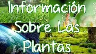 Información Sobre Las Plantas Sus Partes Y Sus Características Investigación Sobre Las Plantas [upl. by Neelrad]