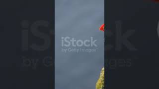 Close up of Beautiful vibrant of Atlantic Puffins on Latrabjarg [upl. by Gimpel334]