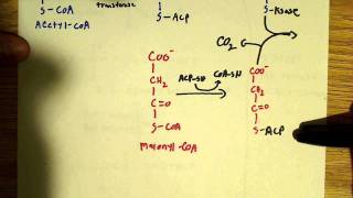 Fatty acid biosynthesis [upl. by Akiem62]