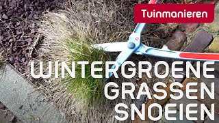 Wintergroene grassen snoeien na de winter Hoe doe je dat  Tuinmanieren [upl. by Aehs]