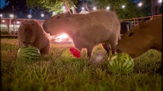 Capybaras Eating by Campfire We’re So Back [upl. by Ycinuq]