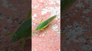 キリギリス leaf katydid 葉螽斯 昆虫 insect 昆蟲 [upl. by Sochor]