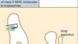 The Class II MHC Pathway of Antigen Presentation [upl. by Penland]