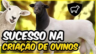 COMO TER SUCESSO NA CRIAÇÃO DE OVINOS [upl. by Kalvn751]