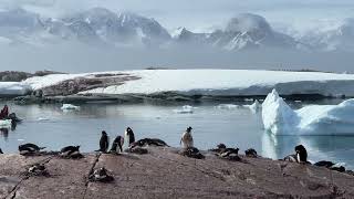 Antartica 17 12 2024  G Adventures  South Shetland Islands  Lemaire Channel and Port Charcot [upl. by Clovis]