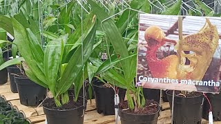 Promo Anggrek Coryanthes macrantha Idaman super Cantik [upl. by Annaet]