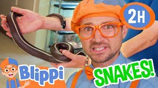 Blippi and Meekah Learn About Snakes 2 Hours of Educational Videos for Kids and Families [upl. by Zetrauq]