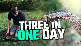 SAVING THREE SPECIES OF AUSTRALIAN SNAKES IN ONE DAY [upl. by Eardna455]