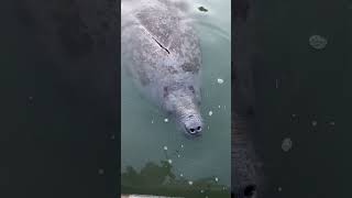 manatee manateelove manateemonday manatees [upl. by Welton]