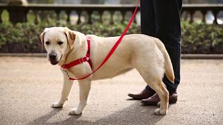 Easy Walk® Dog Harnesses  Train your dog Enjoy your walk [upl. by Eneg180]