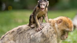 MACACA DANDO A LUZ EM CIMA DA ARVORE  MONKEY LEAVING MOMS BELLY [upl. by Ytineres753]