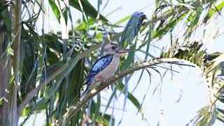 BlueWinged Kookaburra at Jabiru Jul 2024 [upl. by Avie916]