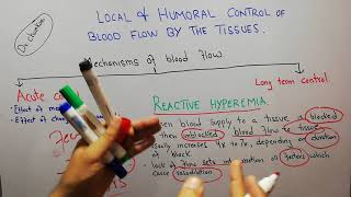 CVS physiology 98  Reactive hyperemia  Autoregulation of blood flow [upl. by Hanna252]