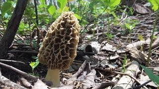 How To Find Morel Mushrooms Early Season in Michigan [upl. by Cohin]