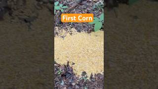 First Corn Out [upl. by Yendahc]