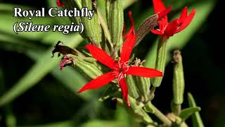 Royal Catchfly Silene regia [upl. by Heidie]