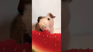 Hairless Guinea Pig Eating Watermelon 🍉 [upl. by Jaeger]