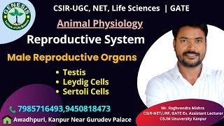 Reproductive System  Male Reproductive Organ  Animal Physiology genesisinstitute [upl. by Nylrahs]