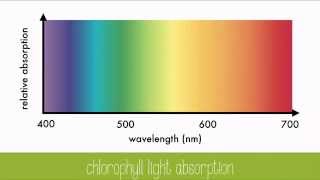 Leaf Pigments and Light [upl. by Rotow]