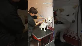 Groomer Patiently Calms Angry Dog  Shorts [upl. by Dnob]