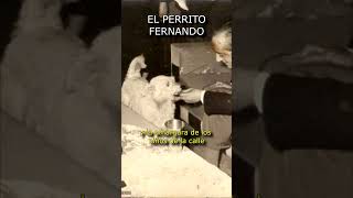 Fernando el perrito mas querido del pais  Curiosidades Argentinas 2 [upl. by Ailelc]