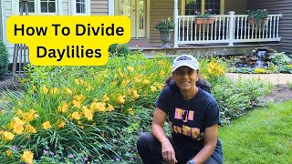 How To Divide Daylilies  Propagate Hemerocallis [upl. by Jackqueline72]