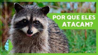 Os GUAXININS são AGRESSIVOS 🦝  Ataques de guaxinim contra pessoas [upl. by Arch]