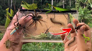 hunting insect in the wild‼️catch longhorn beetle praying mantis centipede weaver spider ladybug [upl. by Lapotin127]