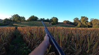 chasse faisan au chien darrêt  pheasant hunting [upl. by Eitsym]