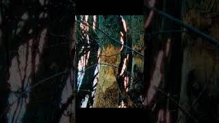 Beaver evidence nature shortsvideo wildlife [upl. by Noiemad904]