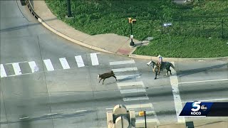 Cowboy wrangles loose cow on busy Oklahoma City highway [upl. by Lleoj795]