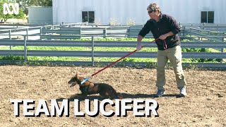 Lucifer the kelpie puppy and grazier Rob Tuncks  Muster Dogs [upl. by Mcclelland215]