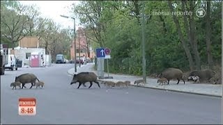 Wildschweine entern die Hauptstadt Berlin [upl. by Graig]