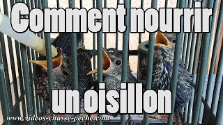 Comment nourrir un oisillon merle  grive [upl. by Yroj354]