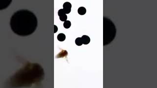 Brine shrimp hatching in just 1 minutebrineshrimp hatching eggs timelapse lifestages aquarium [upl. by Vasiliu]