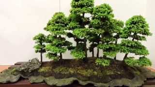 World of Bonsai 2015 [upl. by Eelaroc469]