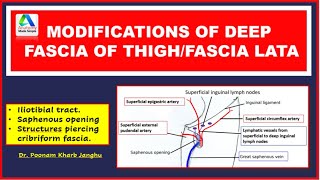 Fascia Lata  Modifications of deep fascia of thigh  Simplified [upl. by Nemrac471]