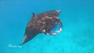 Maldives Vilamendhoo snorkeling [upl. by Vaules]