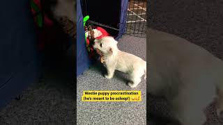 Can you procrastinate as well as this Westie puppy can 🥰 [upl. by Eesyak]