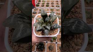 Haworthia Correcta Kejin Variegated haworthia plants garden [upl. by Notxap374]