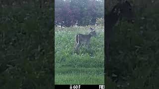 Deer moving in now that the Electric Fence is gone foodplots deeraddiction deerhunting deer [upl. by Arria]