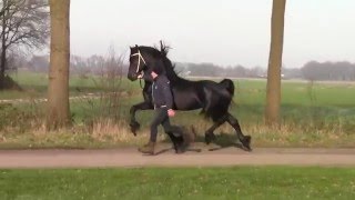 Stal de Mersken  selling high quality friesian horses [upl. by Jamin]