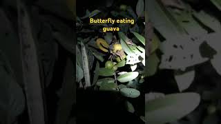 monojitviralreels 💞💚Butterfly eating guava💕💙 [upl. by Brelje]